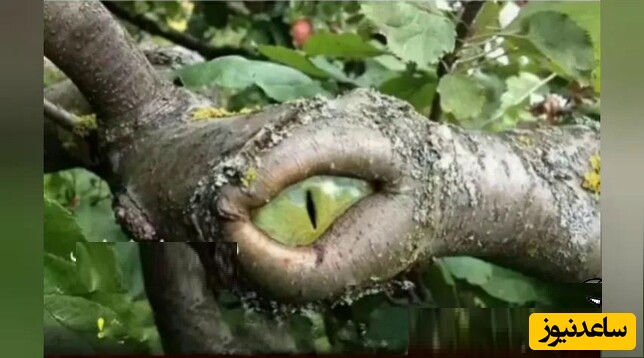 شگفت انگیزترین درختان کمیاب جهان که تنها راه دیدنشان سفر به عجیبترین مناطق دنیاست و بس