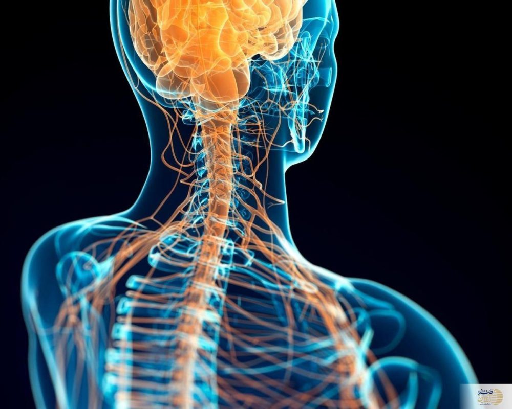 کلید عمر طولانی‌تر مشخص شد/ راحت تا ۱۲۰ سالگی عمر کنید