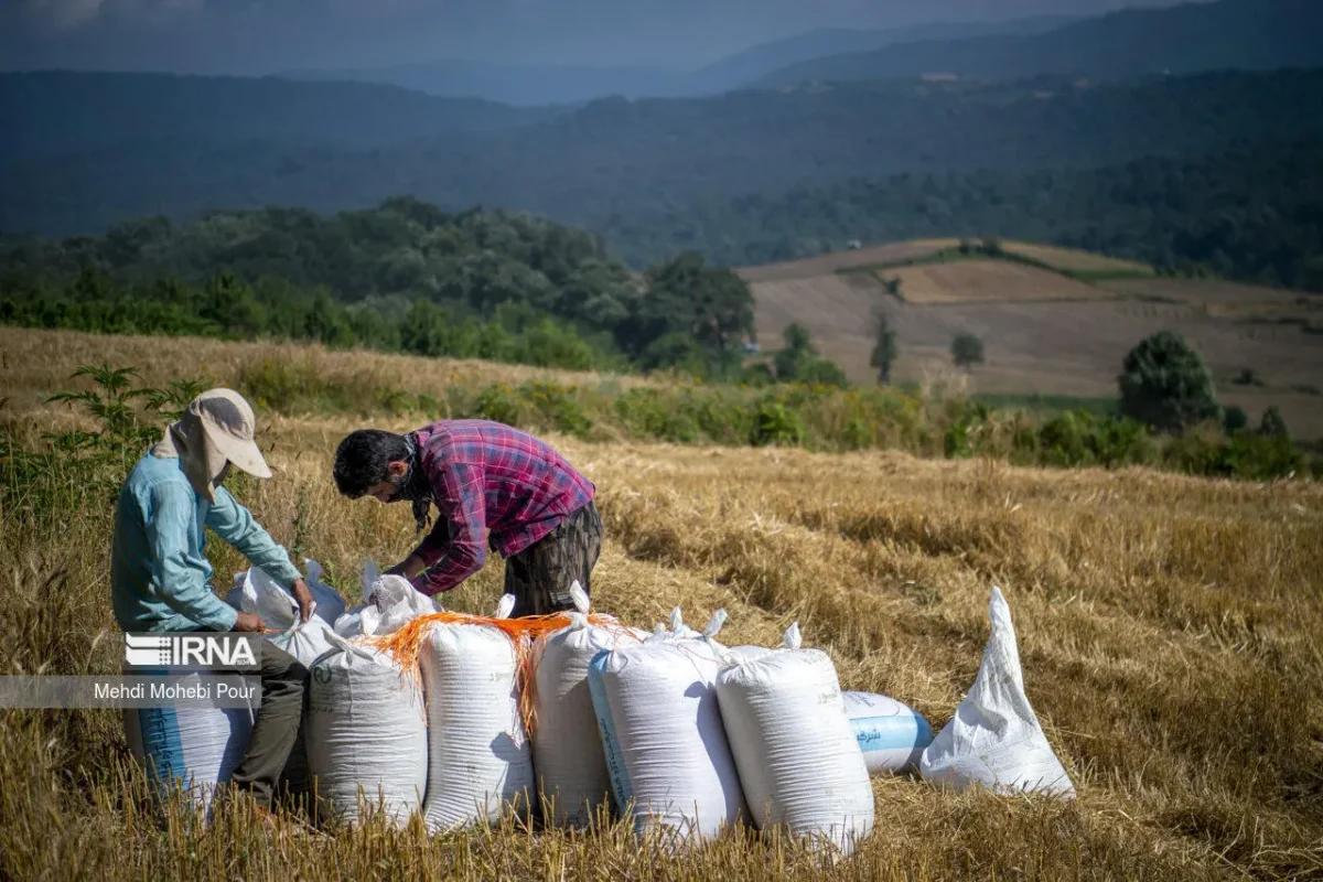 فوری؛ گندمکاران بخوانند/ ابلاغ قیمت خرید تضمینی گندم