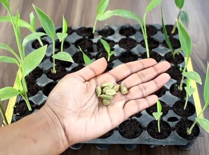 آموزش آسان کاشت هل در گلدان در خانه + روش نگهداری