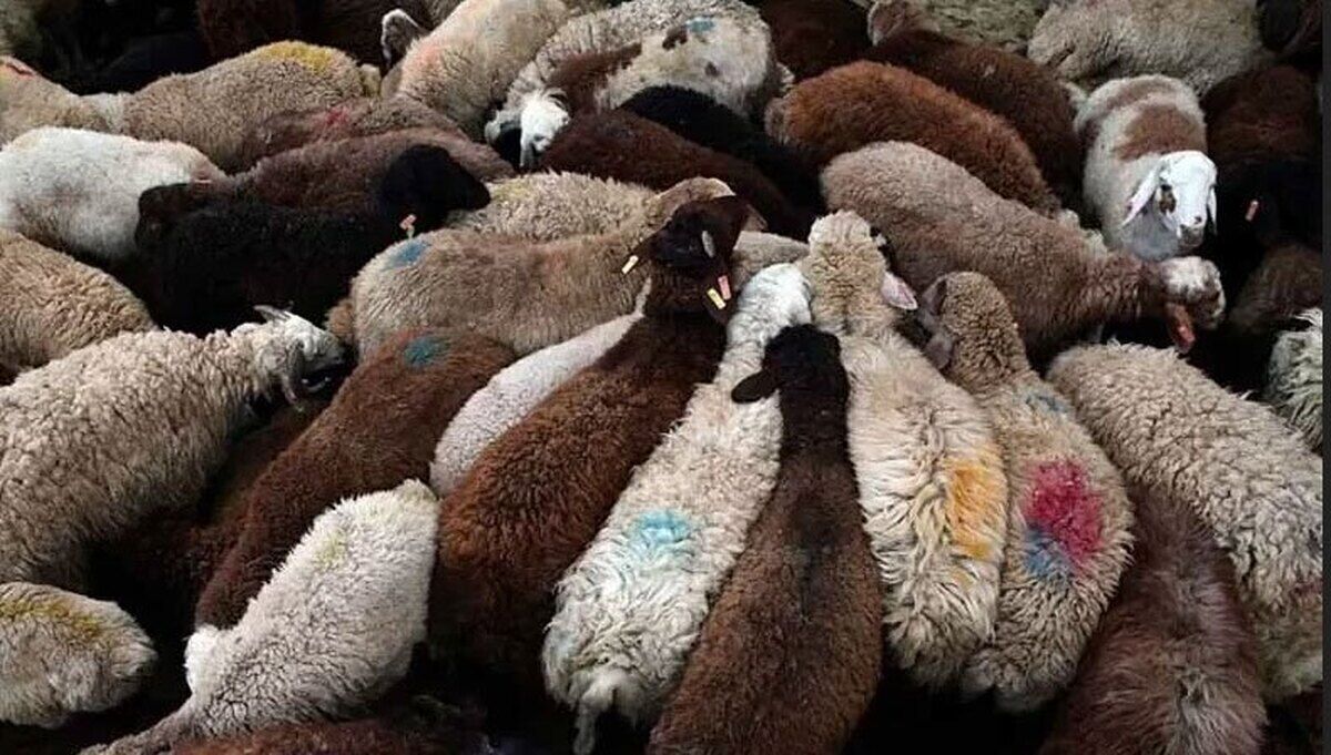 ذبح دام در روز عید قربان ممنوع شد